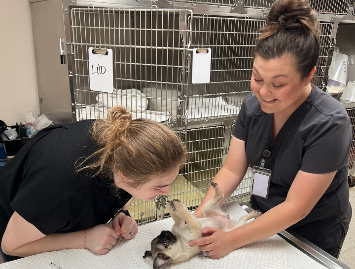 $city Vet Exams
