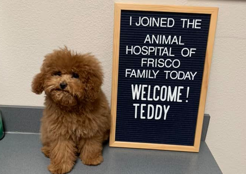 Carousel Slide 4: New Puppy Client Teddy