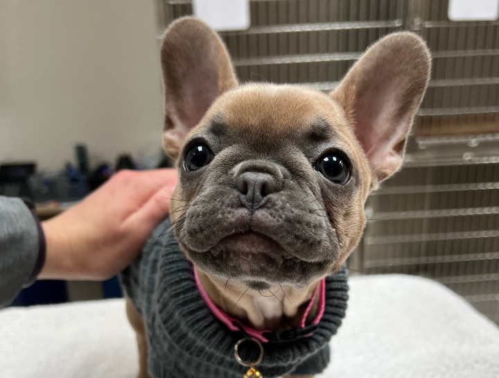 Preventive Care for Dogs